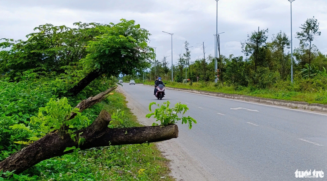 Hoa Phuoc-Hoa Khuong Road in Da Nang, central Vietnam, struggles with dying trees. Photo: Doan Cuong / Tuoi Tre