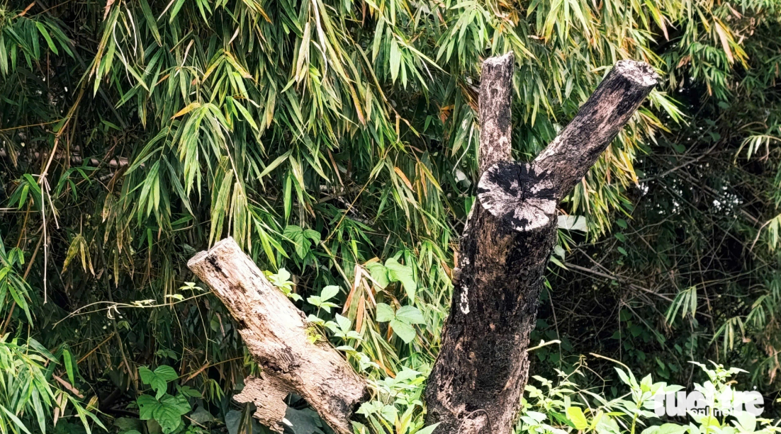 A tree withers on Hoa Phuoc-Hoa Khuong Road in Da Nang, central Vietnam. Photo: Doan Cuong / Tuoi Tre