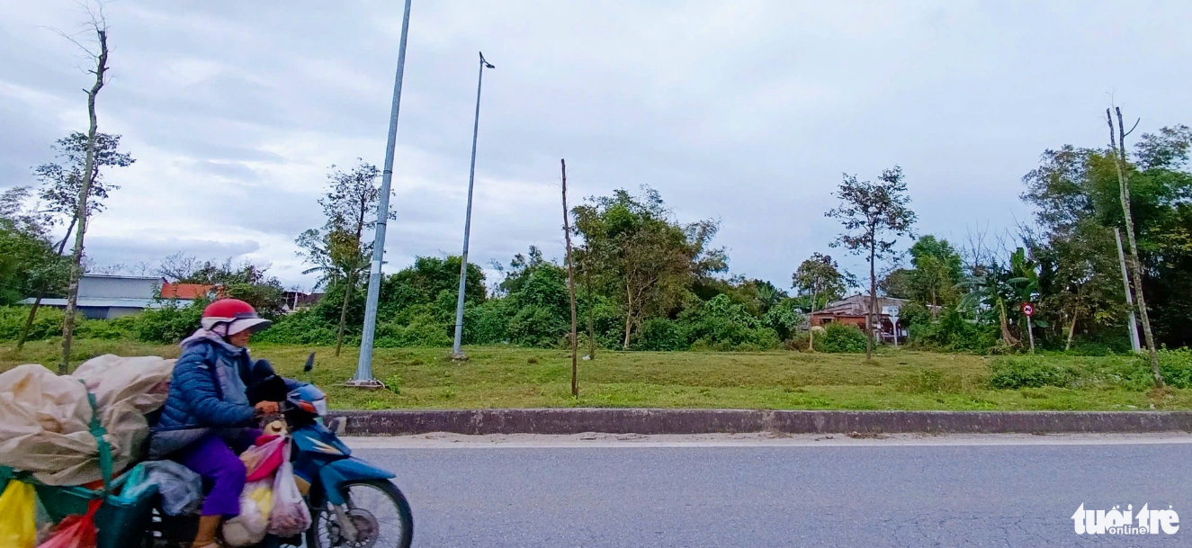 Trees along Hoa Phuoc-Hoa Khuong Road wither in Da Nang. Photo: Doan Cuong / Tuoi Tre