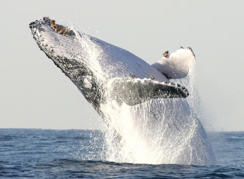 Humpback whale swallows and then spits out kayaker off Chile coast