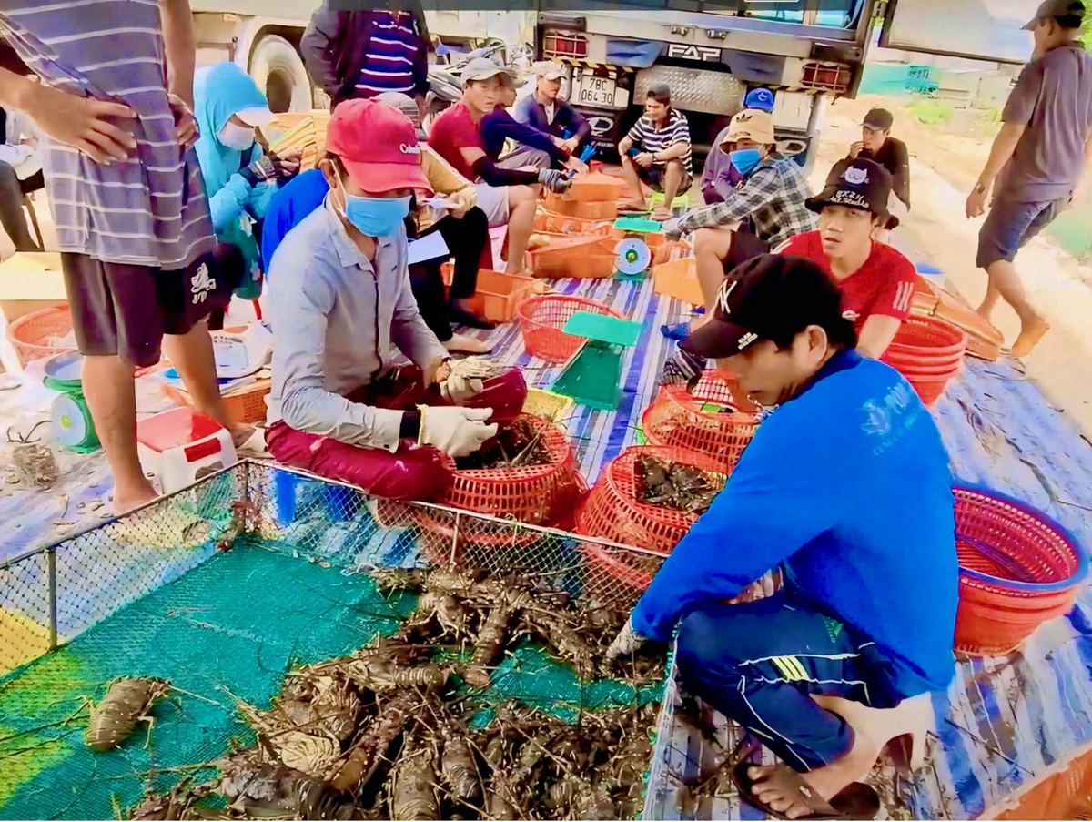 China overtakes US to become Vietnam's largest shrimp importer