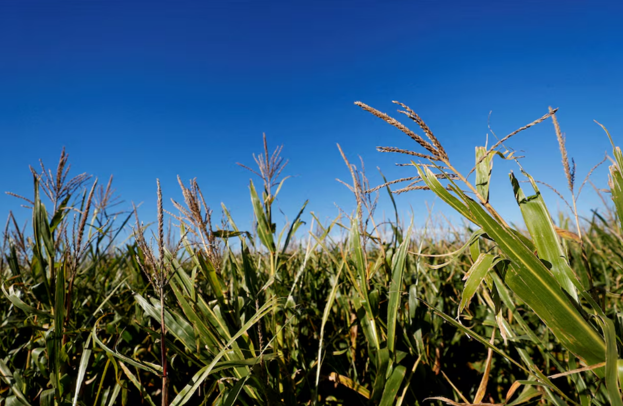 Effective global corn supplies heading for 29-year lows