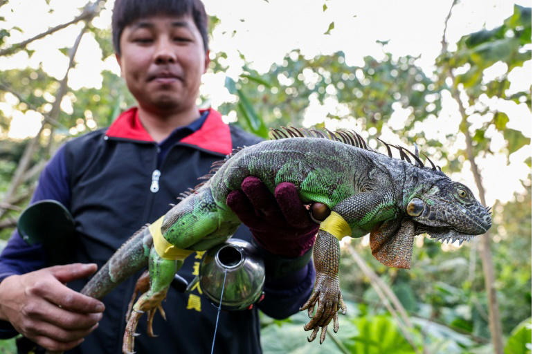 Taiwan bounty hunters kill invading iguanas as numbers soar