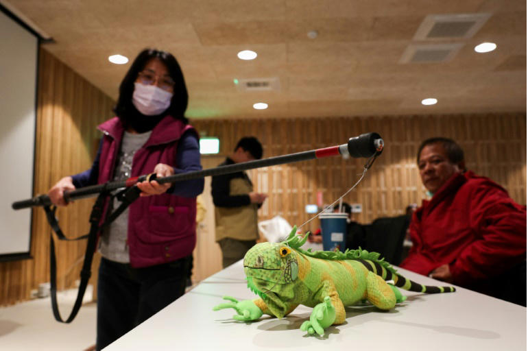 Farmer Hsin Tseng-kuan perfects her capturing technique on a stuffed toy iguana during a training session on humane culling methods.