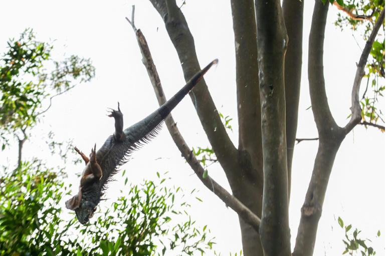 An iguana falls from a tree after being shot by hunters.