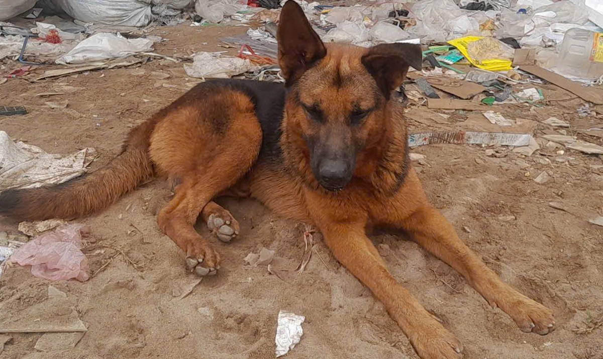 The dog stayed next to the boy during the night. Photo: D.B. / Tuoi Tre