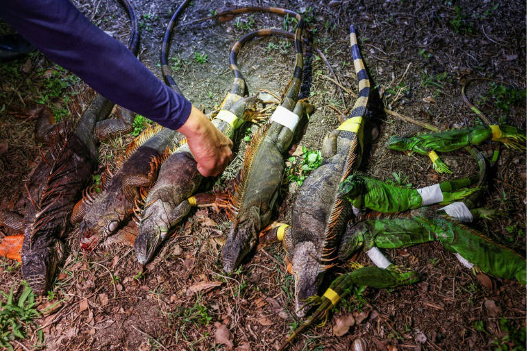 Captured iguanas laid out after a hunt in Pingtung.