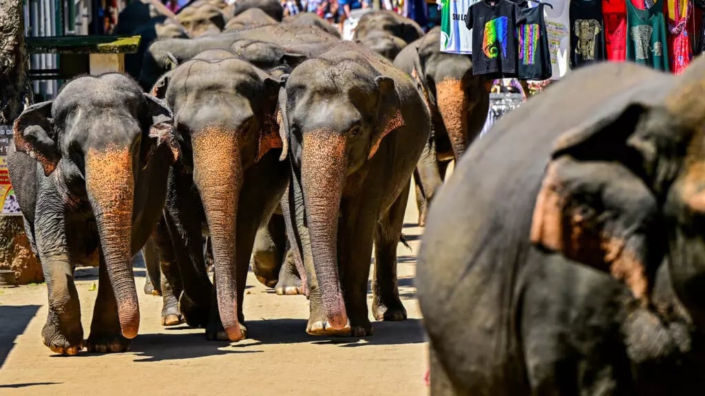 Fruit feast as Sri Lanka's first jumbo orphanage marks golden jubilee