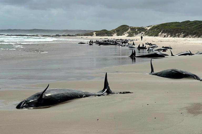 Pod of 157 dolphins stranded on remote Australian beach