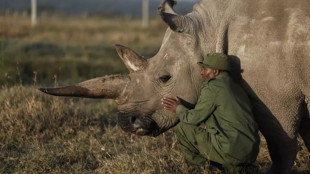 'We will save them': The quest to rescue nearly extinct rhino