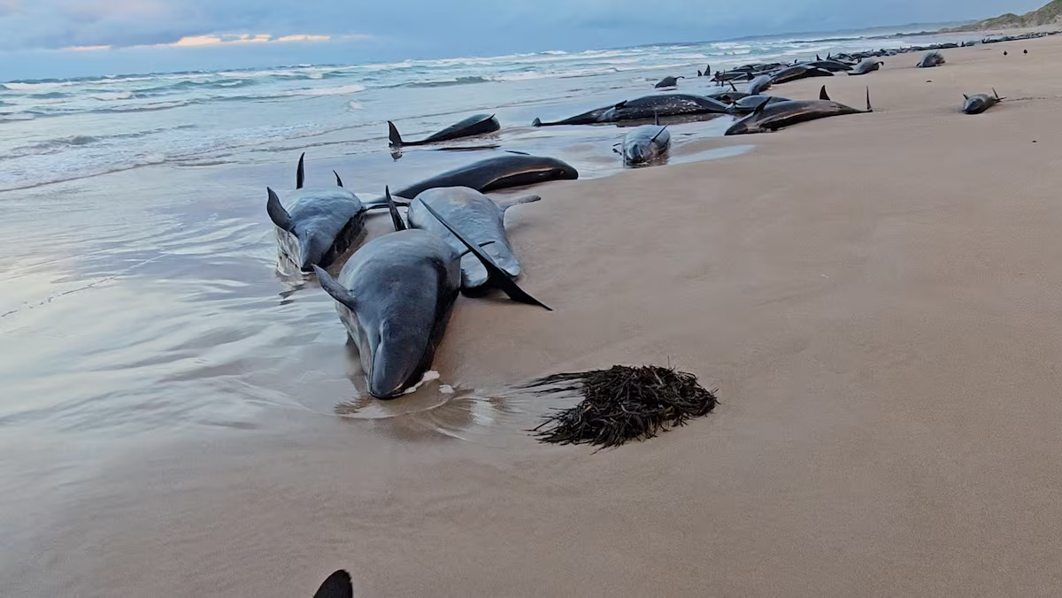 Australia begins euthanising false killer whales after mass stranding