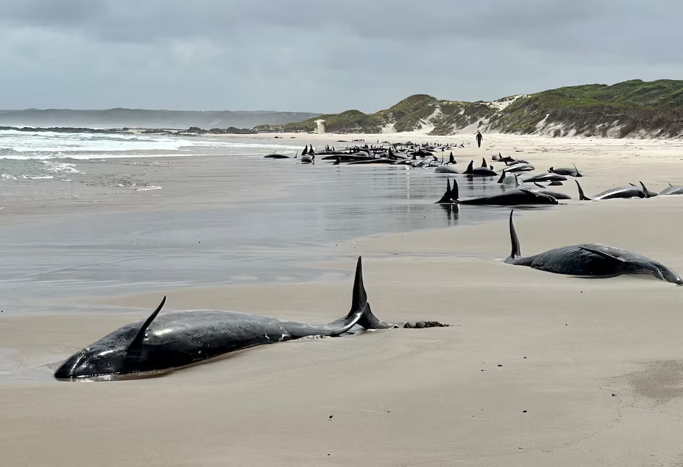 Whales are stranded near Arthur River on Tasmania's west coast, Australia, in this picture obtained on February 19, 2025. Photo: Reuters