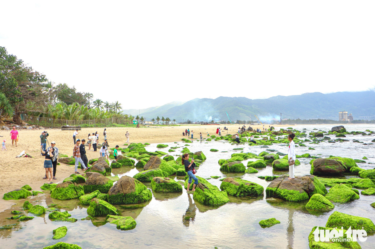 Da Nang’s green moss beach: A springtime marvel for visitors