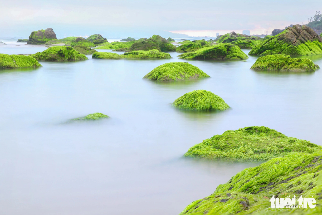 Moss-covered rocks make Nam O Beach in Da Nang an exciting destination every spring. Photo: Thanh Nguyen / Tuoi Tre