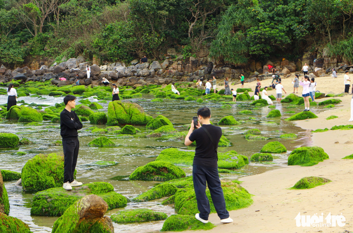 Green moss season at Nam O beach in Da Nang lasts from February to March. Photo: Thanh Nguyen / Tuoi Tre