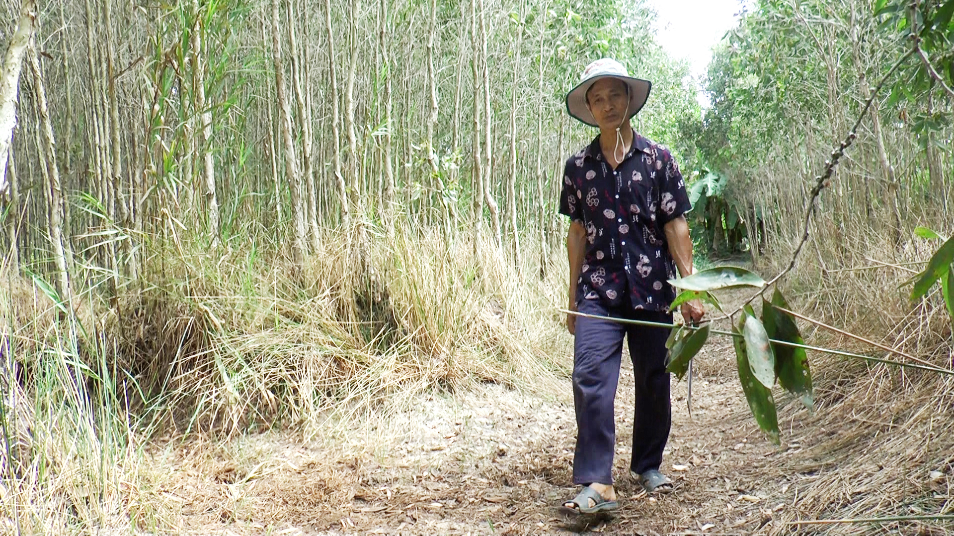 Locals frequently navigate through the forest to inspect and clear underbrush, creating green firebreaks. Photo: Thanh Huyen / Tuoi Tre