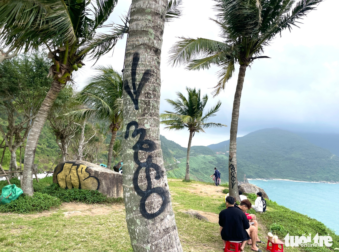 Several coconut trees are marked by graffiti on Son Tra Peninsula in Da Nang City, central Vietnam. Photo: Phan Nguyen / Tuoi Tre