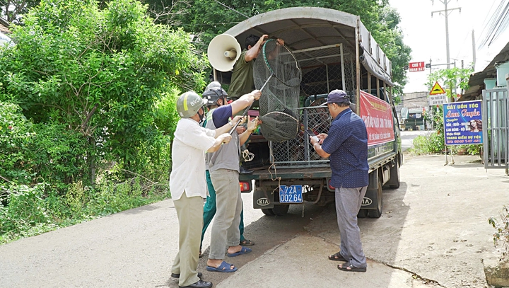 Growing concerns over free-roaming dogs at tourist sites in Vietnam