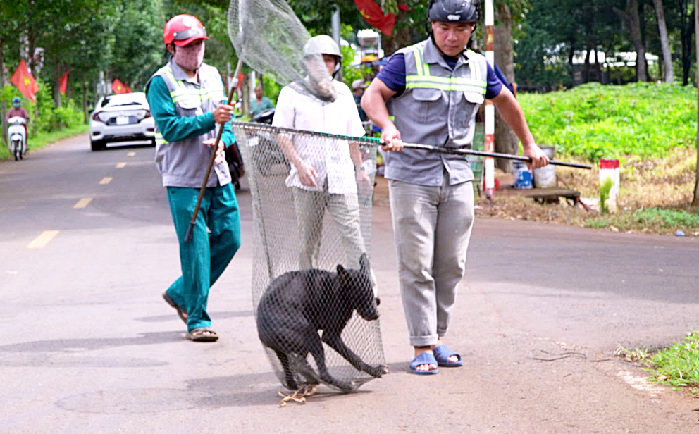 A dog roaming freely captured on a local street in Vietnam. Photo: D. Ha / Tuoi Tre