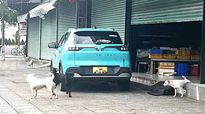 Dogs roam freely on a street in Nha Trang, a popular beach city in south-central Vietnam on February 24, 2025. Photo: Ng. Hoang / Tuoi Tre