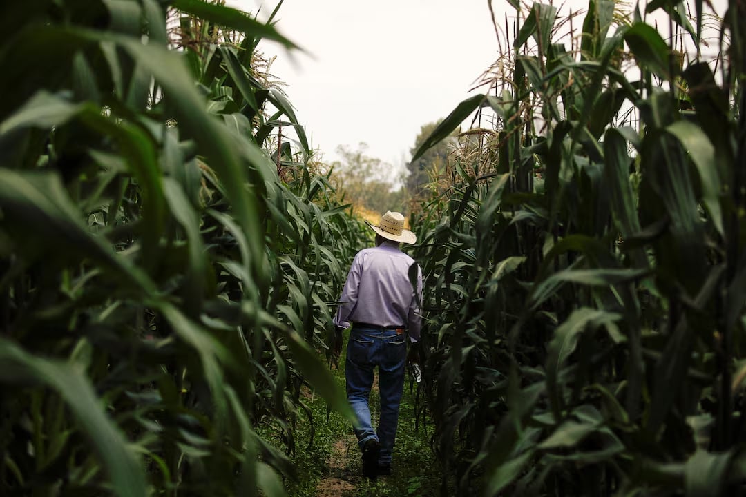 After trade dispute, Mexico officially bans the planting of GM corn