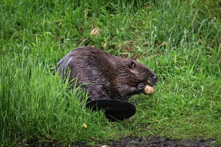 England allows wild beaver releases in 'milestone' for UK nature