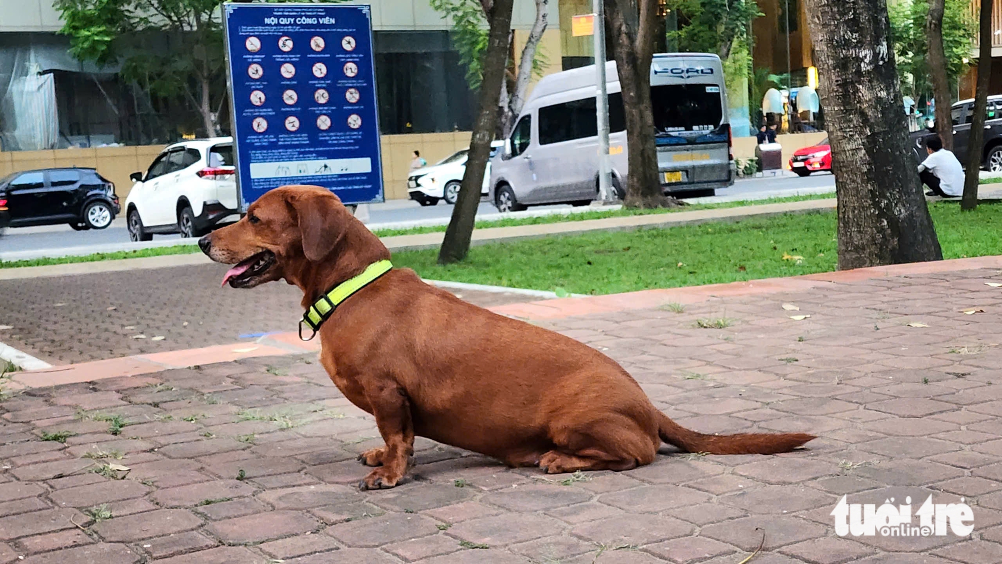 Unmuzzled dogs still roam downtown Ho Chi Minh City parks despite ban