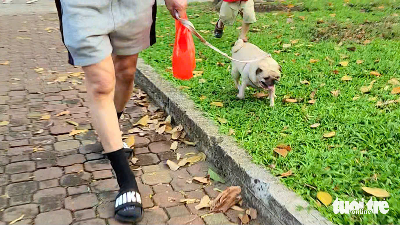 A dog is being walked by a person in 23/9 Park in District 1, Ho Chi Minh City, February 27, 2025. Photo: Ngoc Khai / Tuoi Tre