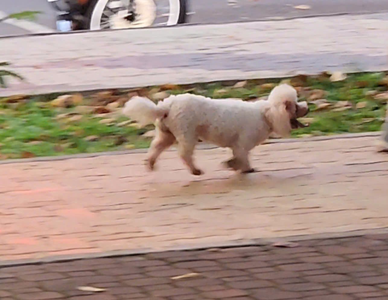 Unmuzzled dogs run loose in 23/9 Park in District 1, Ho Chi Minh City, February 27, 2025. Photo: Ngoc Khai / Tuoi Tre