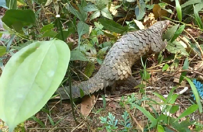 A screenshot from a video provided by the Ho Chi Minh City Forest Protection Department shows a Java pangolin released back to nature.