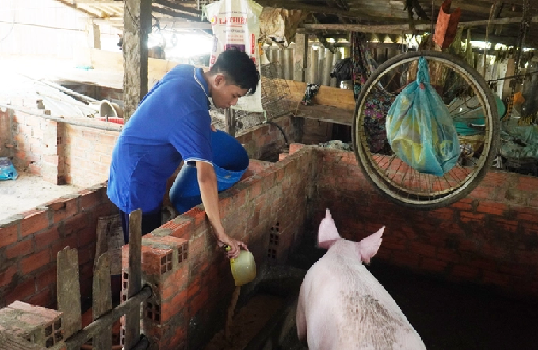 Do's family saves money by feeding pigs and chickens leftover food. Photo: Thanh Huyen / Tuoi Tre