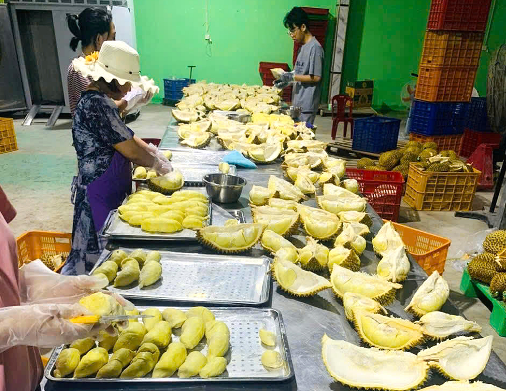 Vietnam’s frozen durian exports to China: Challenges and unfulfilled expectations