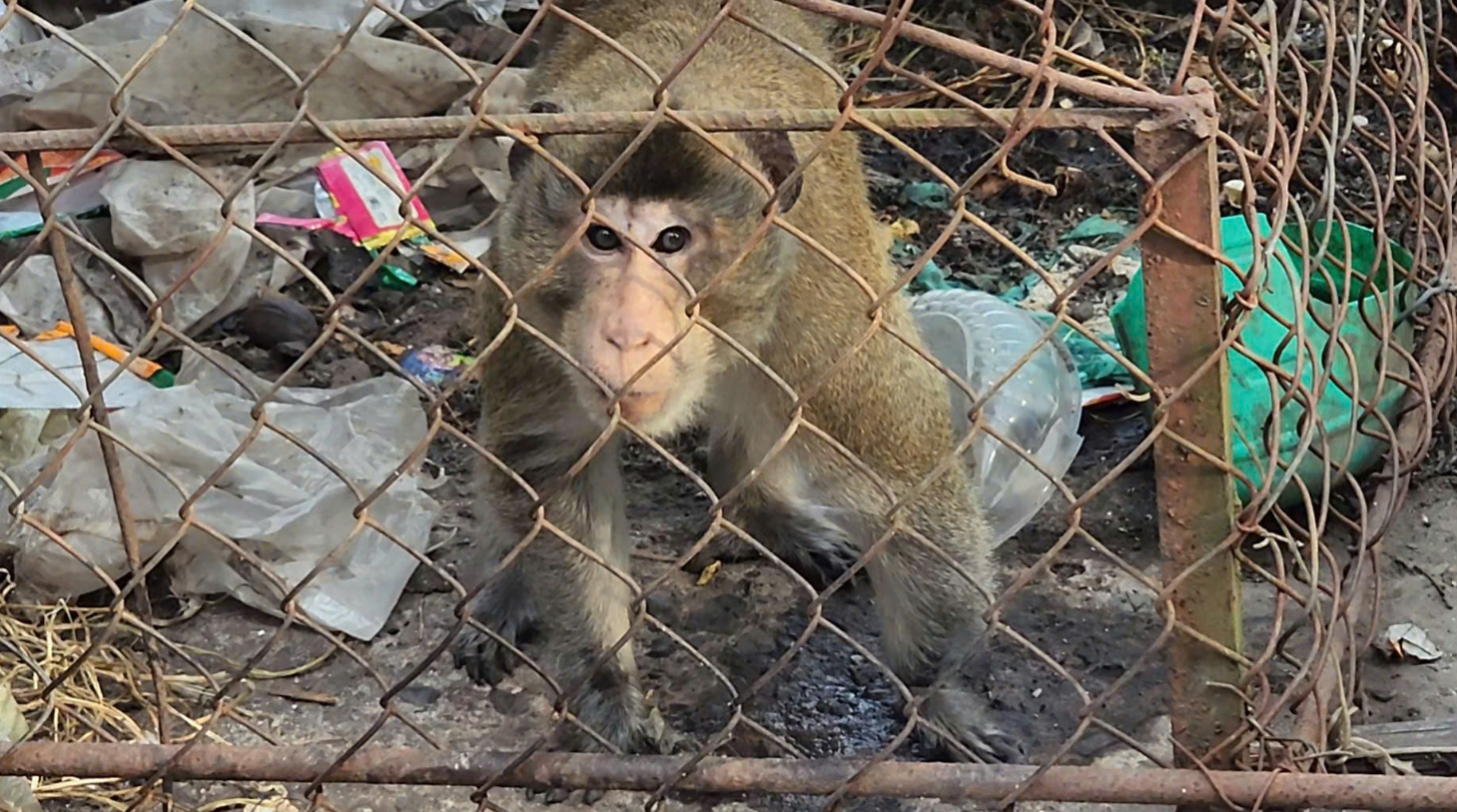 Ho Chi Minh City resident hands over long-tailed macaque with severed tail to forest rangers