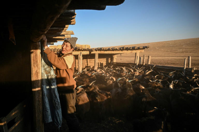 Herder Zandan Lkhamsuren puts up a piece of cloth to keep goats warm at night in central Mongolia. Photo: AFP