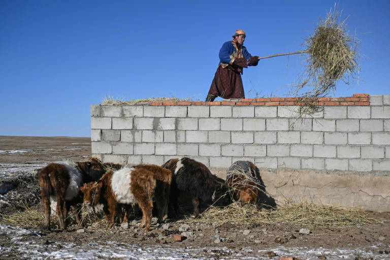 Mongolian herder Enebold Davaa's family lost more than 100 goats, 40 sheep and three cows last winter. Photo: AFP