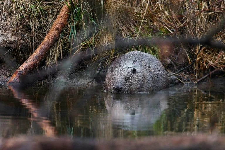 Many animal 'geomorphs' under threat, study warns