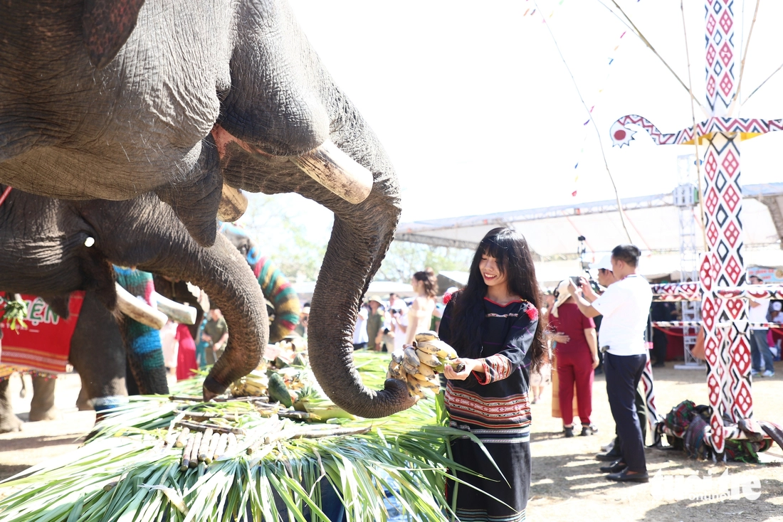 A young girl in the traditional costume of Ede ethnic minority people feeds an elephant at the 2025 Buon Don Elephant Festival in Dak Lak Province on March 12, 2025. Photo: Trung Tan / Tuoi Tre