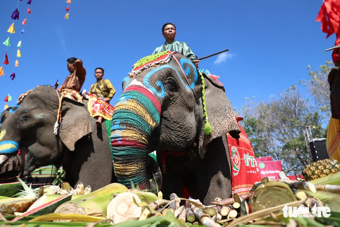 Elephants are decorated at the 2025 Buon Don Elephant Festival in Dak Lak Province on March 12, 2025. Photo: Trung Tan / Tuoi Tre