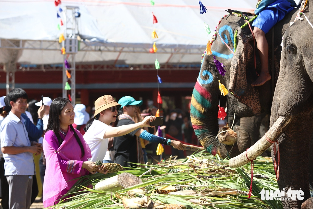 Tourists take photos of elephants at the 2025 Buon Don Elephant Festival in Dak Lak Province on March 12, 2025. Photo: Trung Tan / Tuoi Tre