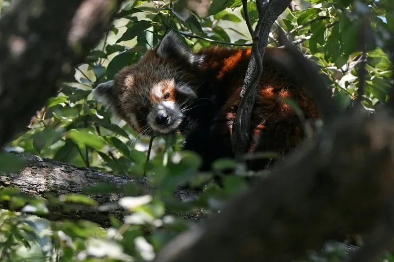 Nepal community efforts revive red panda population