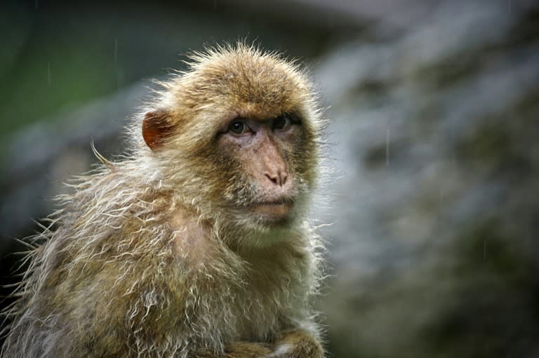 Ebola-infected monkeys cured with a pill, raising hopes for humans: study