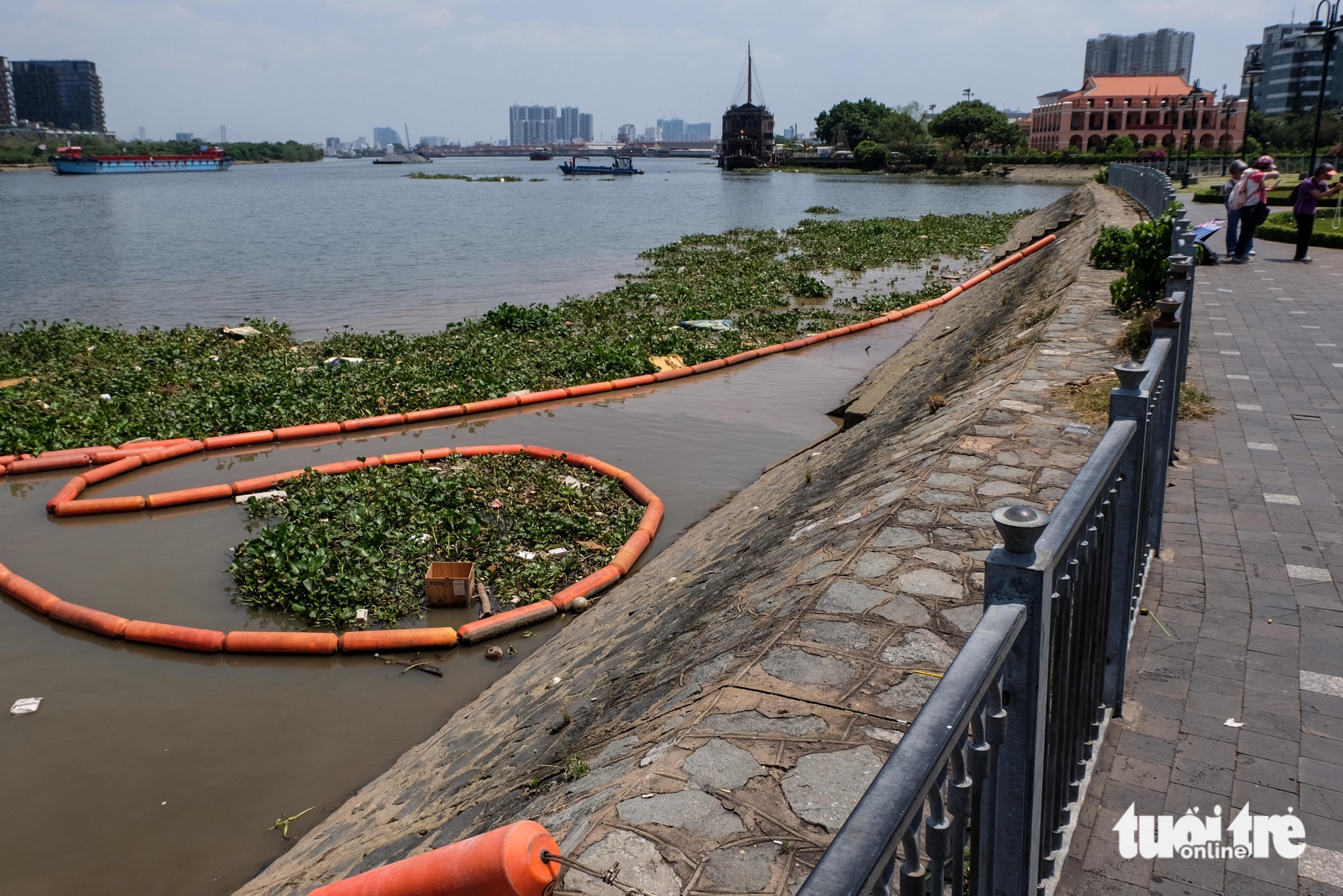 Water hyacinths around Bach Dang Wharf in downtown Ho Chi Minh City at noon on March 14, 2025. Photo: Phuong Nhi / Tuoi Tre