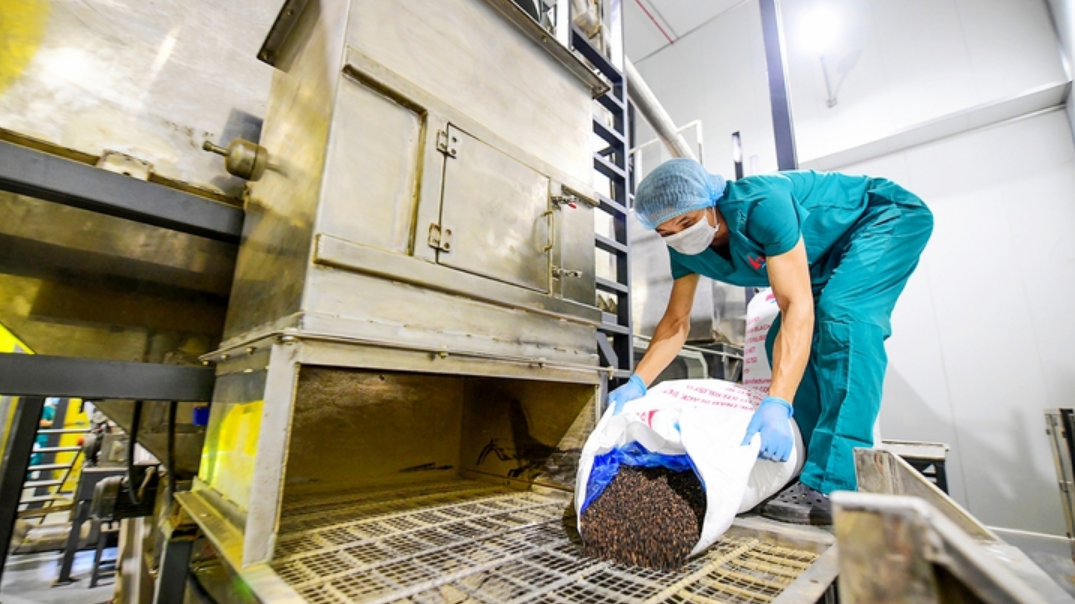 An employee at work at a pepper processing factory in Vietnam. Photo: Quang Dinh / Tuoi Tre