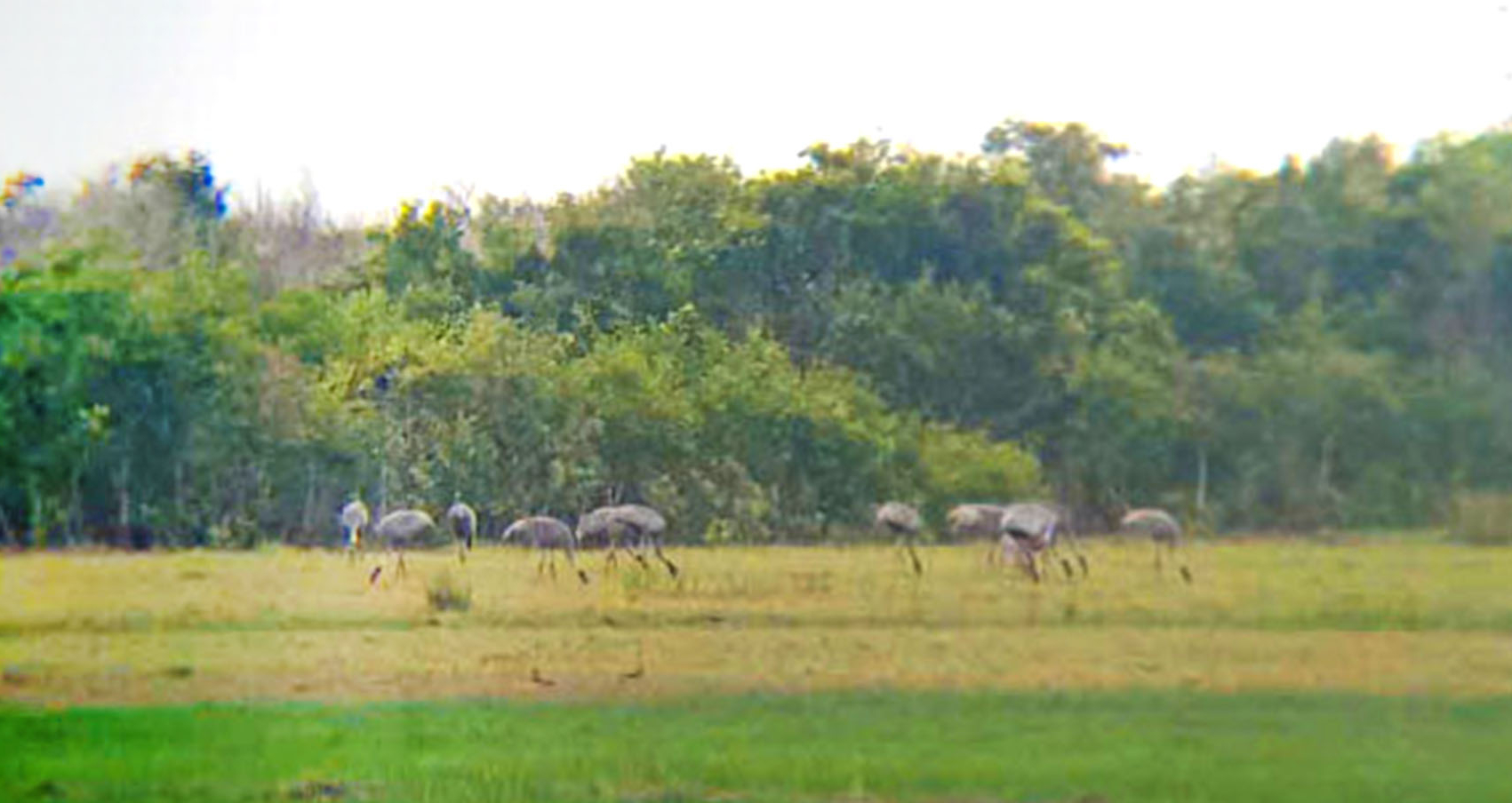 23 more sarus cranes spotted in southern Vietnam nature reserve