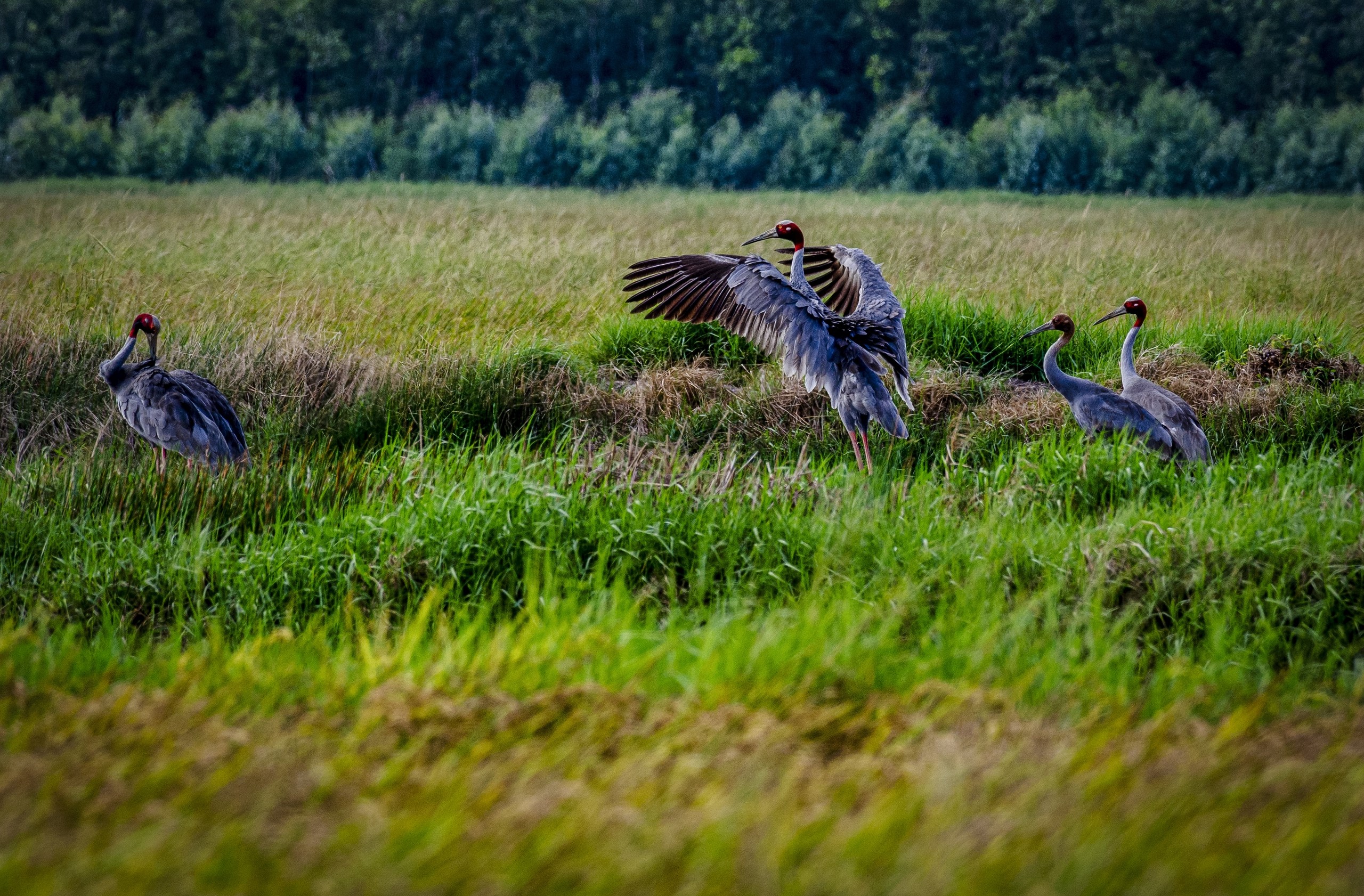 Sarus cranes forage, roost in Vietnam's Kien Giang Province