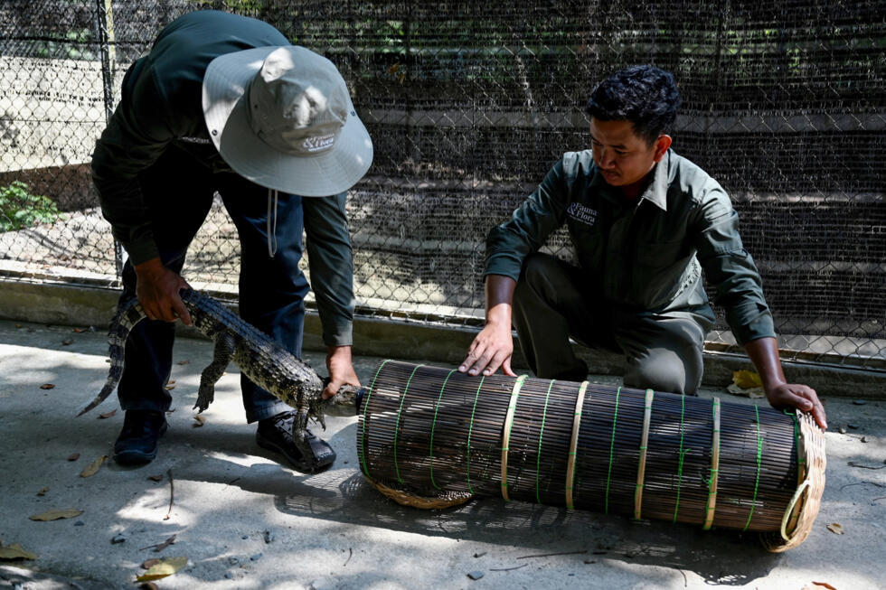 Keepers with conservation group Fauna and Flora put a Siamese crocodile into a basket at the Siamese Crocodile Breeding Facility in Phnom Tamao zoo in Cambodia's Takeo province on February 27, 2025. Photo: AFP