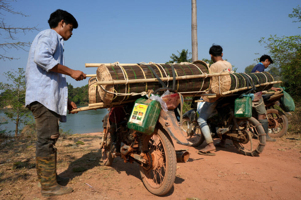 Some of the young crocodiles have to be taken in baskets on the bike of motorbikes to reach their release site. Photo: AFP