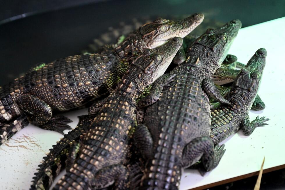 'We will preserve them': saving Cambodia's crocodiles