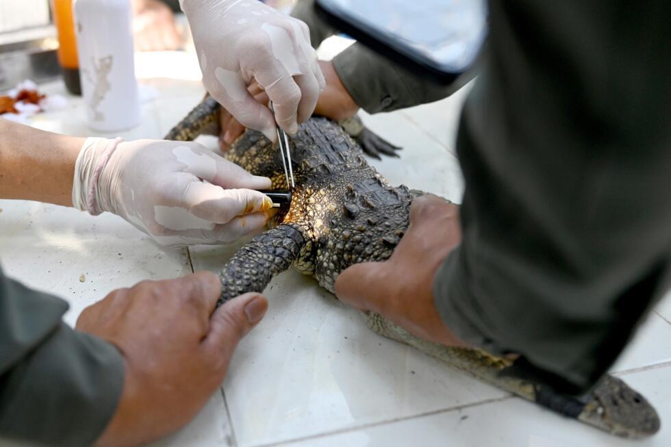 A veterinarian implants a acoustic transmitter into a Siamese crocodile at the Siamese Crocodile Breeding Facility in Phnom Tamao zoo in Cambodia's Takeo province on February 27, 2025. Photo: AFP