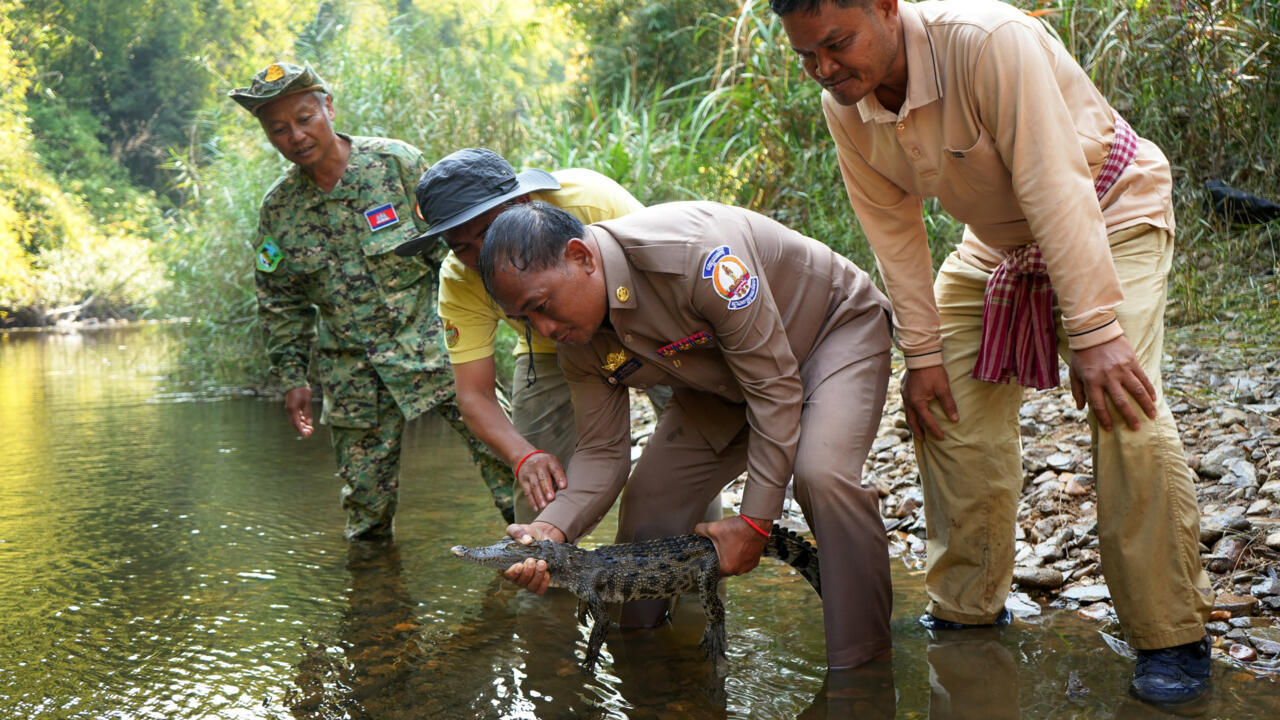 Just 25 years ago, experts feared that Siamese crocodile might no longer exist outside zoos, but conservation efforts have helped change that. Photo: AFP